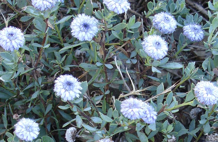 elba 2009 - Globularia alypum